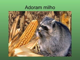 Adoram milho 