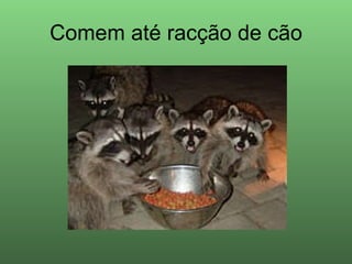 Comem até racção de cão 