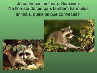 Já conheces melhor o Guaxinim. Na floresta do teu país também há muitos animais, quais os que conheces?   