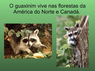 O guaxinim vive nas florestas da América do Norte e Canadá.  