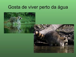 Gosta de viver perto da água 