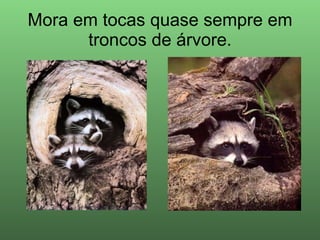 Mora em tocas quase sempre em troncos de árvore. 