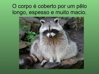 O corpo é coberto por um pêlo longo, espesso e muito macio. 