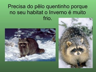 Precisa do pêlo quentinho porque no seu habitat o Inverno é muito frio. 