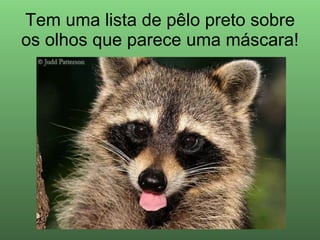 Tem uma lista de pêlo preto sobre os olhos que parece uma máscara! 