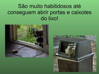 São muito habilidosos até conseguem abrir portas e caixotes do lixo! 