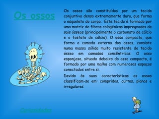 Os ossos Os ossos são constituídos por um tecido 
conjuntivo denso extremamente duro, que forma 
o esqueleto do corpo. Este tecido é formado por 
uma matriz de fibras colagénicas impregnadas de 
sais ósseos (principalmente o carbonato de cálcio 
e o fosfato de cálcio). O osso compacto, que 
forma a camada externa dos ossos, consiste 
numa massa sólida muito resistente de tecido 
ósseo em camadas concêntricas. O osso 
esponjoso, situado debaixo do osso compacto, é 
formado por uma malha com numerosos espaços 
conectados entre si. 
Devido às suas características os ossos 
classificam-se em: compridos, curtos, planos e 
irregulares 
Curiosidades 
 