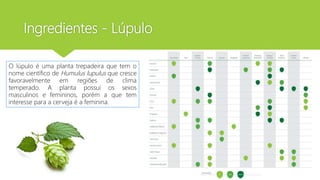 Ingredientes - Lúpulo
O lúpulo é uma planta trepadeira que tem o
nome científico de Humulus lupulus que cresce
favoravelmente em regiões de clima
temperado. A planta possui os sexos
masculinos e femininos, porém a que tem
interesse para a cerveja é a feminina.
 
