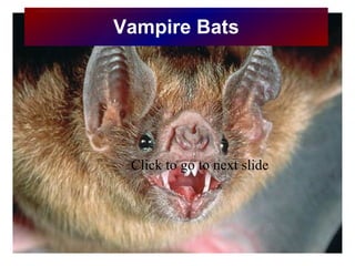 Vampire Bats ,[object Object]