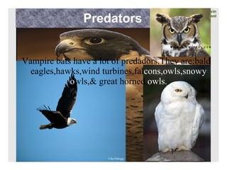 Vampire bats by Kevin | PPT