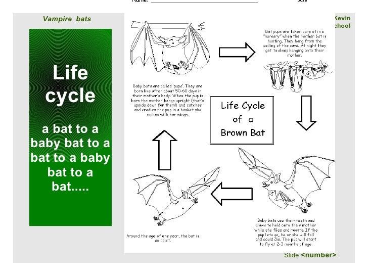 What is the lifespan of a bat?