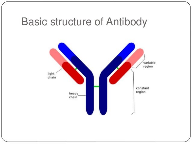 antibody structure