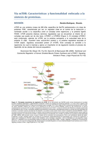 Vía mTOR: Características y funcionalidad enfocada a la
síntesis de proteínas.
REVISIÓN Rendón-Rodríguez, Ricardo.
mTOR es una proteína cinasa de 289 kDa, específica de Ser/Thr perteneciente a la clase de
proteínas PI3K, caracterizada por ser un regulador clave en el control de la traducción y
nombrada acorde a su específica unión al complejo entre rapamicina y la proteína ligante
FK504. mTOR presenta diversos dominios reguladores que se encuentran al interior de un
complejo que puede ser de dos tipos; mTORC1 y mTORC2 (Figura 1). El complejo mTORC1
está conformado, además de mTOR, por la proteína semejante a la subunidad beta de la
proteína G (GβL, G-protein beta subunit-like protein) y la proteína reguladora asociada al
mTOR (raptor, regulatory associated protein of mTOR). Este complejo es sensible a la
rapamicina (la cual lo inactiva) y ejerce un importante rol de regulación durante el proceso de
hipertrofia de las células del músculo esquelético
Drummond MJ, Dreyer HC, Fry CS, Glynn EL & Rasmussen BB. (2009). Nutritional and
Contractile Regulation of Human Skeletal Muscle Protein Synthesis and mTORC1 Signaling.
Articles in Press. J Appl Physiol doi:10.1152
 
