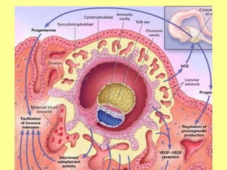 VAN-608-General-embryology-Implantation-of-Embryo-Development-of ...