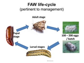 Possible management strategies for Fall Armyworm, a threat to African ...