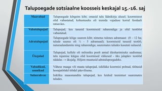 Talupoegade sotsiaalne koosseis keskajal 15.-16. saj
Maavabad Talupoegade kõrgeim kiht; omasid talu läänikirja alusel; koormistest
olid vabastatud; kohustuseks oli teenida vajaduse korral feodaali
ratsaväes.
Vabatalupojad Talupojad, kes tasusid koormiseid raharendiga ja olid teotööst
vabastatud.
Adratalupojad
Talupoegade kõige suurem kiht; nimetus tulenes adramaast (8 – 12 ha;
talude suurus oli ½ - 5 adramaad); koormiseid tasusid teotöö,
naturaalandamite ning raharendiga; suuremates taludes kasutati sulaseid.
Üksjalad
Talupojad, kellele oli mõisniku poolt antud ülesharimiseks uudismaa;
talu rajamise käigus olid koormised väikesed - üks jalapäev teotööd
nädalas → üksjalg. Hiljem muutusid adratalupoegadeks.
Vabadikud,
saunikud
Vähese maaga või maata talupojad, isiklikke koormisi polnud, töötasid
hooajatöödel töödel päevilisena.
Sulasrahvas Isikliku maaomandita talupojad, kes leidsid teenistust suuremates
taludes.
 