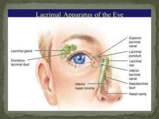 anatomy of eye | PPTX