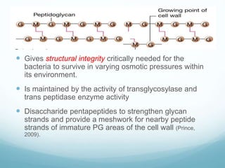  Gives structural integrity critically needed for the
bacteria to survive in varying osmotic pressures within
its environment.
 Is maintained by the activity of transglycosylase and
trans peptidase enzyme activity
 Disaccharide pentapeptides to strengthen glycan
strands and provide a meshwork for nearby peptide
strands of immature PG areas of the cell wall (Prince,
2009).
 