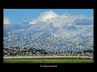 Westham Island 