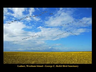 Ladner, Westham Island - George C. Reifel Bird Sanctuary 