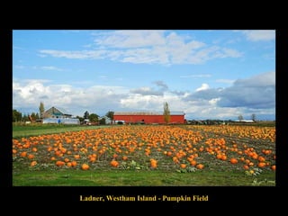 Ladner, Westham Island - Pumpkin Field 