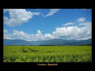 Creston - Rapefield 