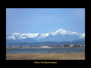 Delta, Westham Island 
