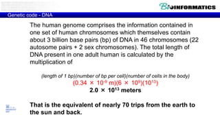 The human genome comprises the information contained in
one set of human chromosomes which themselves contain
about 3 billion base pairs (bp) of DNA in 46 chromosomes (22
autosome pairs + 2 sex chromosomes). The total length of
DNA present in one adult human is calculated by the
multiplication of
(length of 1 bp)(number of bp per cell)(number of cells in the body)
(0.34 × 10-9 m)(6 × 109)(1013)
2.0 × 1013 meters
That is the equivalent of nearly 70 trips from the earth to
the sun and back.
Genetic code - DNA
 