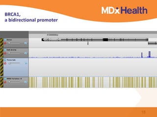BRCA1,
a bidirectional promoter
18
 