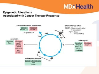 Epigenetic Alterations
Associated with Cancer Therapy Response
PCFT – folate
transport (MTX)
WRN
 