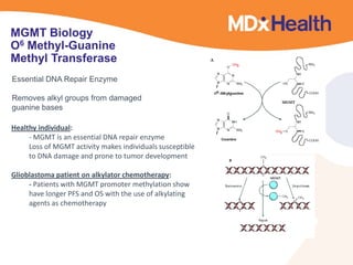 MGMT Biology
O6 Methyl-Guanine
Methyl Transferase
Essential DNA Repair Enzyme
Removes alkyl groups from damaged
guanine bases
Healthy individual:
- MGMT is an essential DNA repair enzyme
Loss of MGMT activity makes individuals susceptible
to DNA damage and prone to tumor development
Glioblastoma patient on alkylator chemotherapy:
- Patients with MGMT promoter methylation show
have longer PFS and OS with the use of alkylating
agents as chemotherapy
 