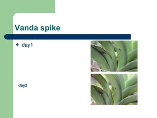 Vanda spike ,[object Object],day2 