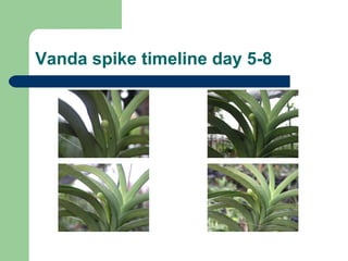 Vanda spike timeline day 5-8 
