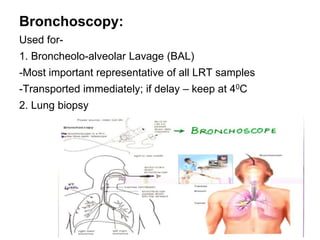 Bal Sample Collection Method COLLECTION AND TRANSPORTATION OF CLINICAL SAMPLES | PPT