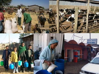 Skills and Gaps: A Capacity Needs Assessment of Peri-urban Dairy Chains around Addis Abeba.