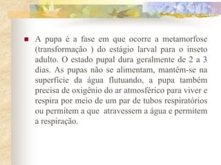    A pupa é a fase em que ocorre a metamorfose
    (transformação ) do estágio larval para o inseto
    adulto. O estado pupal dura geralmente de 2 a 3
    dias. As pupas não se alimentam, mantêm-se na
    superfície da água flutuando, a pupa também
    precisa de oxigênio do ar atmosférico para viver e
    respira por meio de um par de tubos respiratórios
    ou permitem a que atravessem a água e permitem
    a respiração.
 