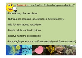 - EucarióticosEucarióticos, não vasculares.
- Nutrição por absorçãoabsorção (aclorofilados e heterotróficos).
- Não formam tecidostecidos verdadeiros.
- Parede celular contendo quitinaquitina.
RevisandoRevisando as características básicas do fungos verdadeiros!!!as características básicas do fungos verdadeiros!!!
- Parede celular contendo quitinaquitina.
- Reserva na forma de glicogênioglicogênio.
- ReproduçãoReprodução por esporos meióticos (sexual) e mitóticos (assexual)
 
