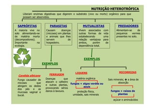 SAPRÓFITAS
A maioria vive no
solo alimentando-se
de matéria morta
(decompositores).
Importante na
ecologia.
PARASITAS
Causam doenças
(micoses) em plantas
e animais que lhes
servem de
hospedeiro.
MUTUALISTAS
Vivem associados com
outras formas de vida
estabelecendo uma
relação vantajosa para
ambos, porém de
dependência total.
PREDADORES
Alimentam-se de
pequenos vermes
presentes no solo.
Liberam enzimas digestivas que digerem o substrato (vivo ou morto) orgânico para que
possam ser absorvidos.
NUTRIÇÃONUTRIÇÃO HETEROTRÓFICAHETEROTRÓFICA
Candida albicans
Fungo causador de
micoses que
atingem os dedos
dos pés e as
mucosas vaginal e
bucal.
FERRUGEM
Doenças que
atacam o cafeeiro
e outras plantas,
provocando sérios
danos à lavoura.
LIQUENS MICORRIZAS
matéria orgânica Sais minerais; a área de
absorçãofungos + algas verdes ou
azuis
proteção física,
umidade, sais minerais
açúcar e aminoácidos
EXEMPLOS
EXEMPLOS
fungos + raízes de
plantas
 