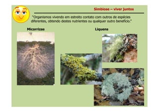 MicorrizasMicorrizas
“Organismos vivendo em estreito contato com outros de espécies“Organismos vivendo em estreito contato com outros de espécies
diferentes, obtendo destes nutrientes ou qualquer outro benefício.”diferentes, obtendo destes nutrientes ou qualquer outro benefício.”
SimbioseSimbiose –– viver juntosviver juntos
LiquensLiquens
 