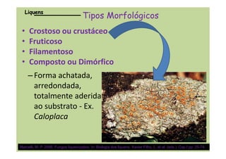 Tipos MorfológicosTipos Morfológicos
•• CrostosoCrostoso ou crustáceoou crustáceo
•• FruticosoFruticoso
•• FilamentosoFilamentoso
•• Composto ouComposto ou DimórficoDimórfico
LiquensLiquens
–Forma achatada,
Marcelli, M. P. 2006. Fungos liquenizados. In: Biologia dos liquens. Xavier Filho, L. et al. (eds.). Cap.I.pp. 25-74.
–Forma achatada,
arredondada,
totalmente aderida
ao substrato - Ex.
Caloplaca
 