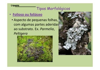 •• FoliosoFolioso ou foliáceoou foliáceo
• Aspecto de pequenas folhas,
com algumas partes aderidas
ao substrato. Ex. Parmelia,
Peltigera
Tipos MorfológicosTipos Morfológicos
LiquensLiquens
Peltigera
 
