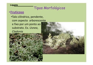•Fruticoso
•Talo cilíndrico, pendente,
com aspecto arborescente
e fixo por um ponto ao
substrato. Ex. Usnea,
Cladonia
Tipos MorfológicosTipos Morfológicos
LiquensLiquens
Cladonia
 