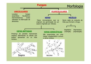 PLURICELULARES
HIFAS
Tubos microscópicos que se
originam da germinação de um
esporo originado por mitoses.
MICÉLIO
Nome dado ao conjunto de
hifas que formam o fungo.
HIFAS SEPTADAS HIFAS CENOCÍTICAS
Vegetativo
(nutriçãonutrição)
Reprodutivo
(reproduçãoreprodução)
UNICELULARES
Levedos: fungos
anaeróbios facultativos
(fermentadores) muito
utilizados na fabricação de
alimentos.
Fungos
MorfologiaMorfologia
HIFAS SEPTADAS
Presença de paredes transversais
(septos) delimitando as células que
podem apresentar um ou mais
núcleos.
HIFAS CENOCÍTICAS
São preenchidas por uma
massa citoplasmática comum
a vários núcleos
(nutriçãonutrição) (reproduçãoreprodução)
 
