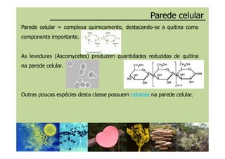 Parede celularParede celular
ParedeParede celularcelular = complexa quimicamente, destacando-se a quitina como
componente importante.
As leveduras (AscomycetesAscomycetes) produzem quantidades reduzidas de quitina
na parede celular.
Outras poucas espécies desta classe possuem celulosecelulose na parede celular.
 