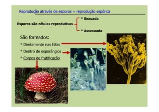 Reprodução através de esporos = reproduçãoReprodução através de esporos = reprodução espóricaespórica
Esporos são células reprodutivas
* Sexuada
* Assexuada
São formados:São formados:
* Diretamente nas hifas* Diretamente nas hifas
* Dentro de esporângios* Dentro de esporângios
** Corpos de frutificaçãoCorpos de frutificação** Corpos de frutificaçãoCorpos de frutificação
 