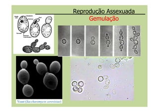 Reprodução Assexuada
Gemulação
 