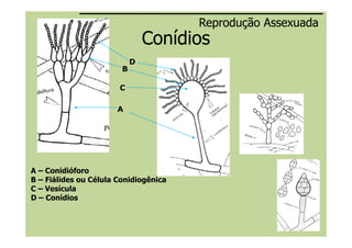 ConídiosConídios
A
B
D
C
Reprodução AssexuadaReprodução Assexuada
A – Conidióforo
B – Fiálides ou Célula Conidiogênica
C – Vesícula
D – Conídios
 