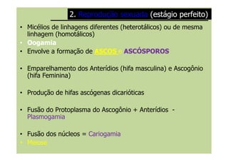 • Micélios de linhagens diferentes (heterotálicosheterotálicos) ou de mesma
linhagem (homotálicoshomotálicos)
• Oogamia
• Envolve a formação de ASCOSASCOS e ASCÓSPOROSASCÓSPOROS
• Emparelhamento dos Anterídios (hifa masculina) e Ascogônio
(hifa Feminina)
2.2. Reprodução sexuadaReprodução sexuada (estágio perfeito)(estágio perfeito)
• Produção de hifas ascógenas dicarióticas
• Fusão do Protoplasma do Ascogônio + Anterídios -
Plasmogamia
• Fusão dos núcleos = CariogamiaCariogamia
•• MeioseMeiose
 
