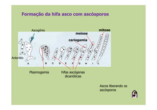cariogamia
meiose
mitose
Formação da hifa asco com ascósporosFormação da hifa asco com ascósporos
♀♂
AscogônioAscogônio
PlasmogamiaPlasmogamia hifas ascógenashifas ascógenas
dicarióticasdicarióticas
Ascos liberando osAscos liberando os
ascósporosascósporos
AnterídioAnterídio
 