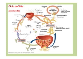 Ciclo de Vida
Ascomycetes
 